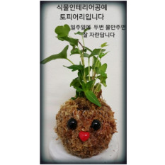 DIY/토피어리 만들기/ 1번세트(화초별도구매)